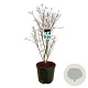 Cornus k. 'China Girl' 100-125 cm cont. 55L extra