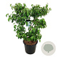 Cornus k. 'China Girl' 100-125 cm cont. 55L extra