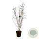 Cornus k. 'China Girl' 150-175 cm 30L extra
