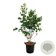 Cornus k. 'China Girl' 150-175 cm 30L extra