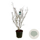 Cornus k. 'China Girl' 150-175 cm cont. 55L extra