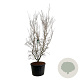 Cornus k. 'China Girl' 225-250 cm cont. 230L solitair