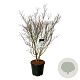 Cornus k. 'Weisse Fontaine' 150-175 cm cont. 55L extra