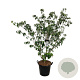 Cornus k. 'Weisse Fontaine' 150-175 cm cont. 55L extra