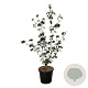 Cornus k. 'Wieting's Select' 125-150 cm 30L extra