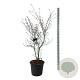 Cornus k. 'Wieting's Select' 150-175 cm cont. 55L extra
