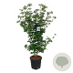 Cornus k. 'Wieting's Select' 150-175 cm cont. 55L extra