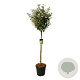 Elaeagnus ebb. 'Compacta' 120-140 cm 30L