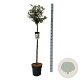 Elaeagnus ebb. 'Compacta' 120 cm stam 15L