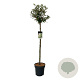 Elaeagnus ebb. 'Compacta' 120 cm stam 15L