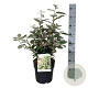 Elaeagnus ebb. 'Compacta' 40-50 cm 6L