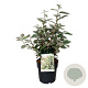 Elaeagnus ebb. 'Compacta' 40-50 cm 6L
