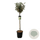 Elaeagnus ebb. 'Compacta' 90 cm stam 15L