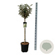 Elaeagnus ebb. 'Compacta' 90 cm stam 15L