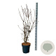 Enkianthus camp. 'Pagode' 100-125 cm 15L