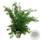 Fargesia nitida 'Gansu 95/2' 80-100 cm 6L