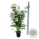 Fargesia robusta 'Pingwu' 100-125 cm 6L