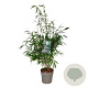 Fargesia robusta 'Pingwu' 80-100 cm 6L