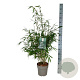 Fargesia robusta 'Pingwu' 80-100 cm 6L