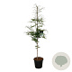 Fagus syl. 'Aspleniifolia' 175-200 cm 30L extra