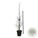 Fagus syl. 'Aspleniifolia' 200-225 cm cont. 55L extra