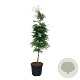 Fagus syl. 'Aspleniifolia' 200-225 cm cont. 55L extra