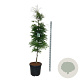 Fagus syl. 'Aspleniifolia' 200-225 cm cont. 55L extra
