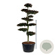 Fagus syl. 'Atropunicea' 250-300 cm cont. 285L bonsai