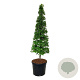 Fagus sylvatica 175-200 cm cont. 90L