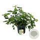Ficus car. Little Miss Figgy 50-60 cm 15L