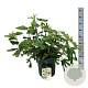 Ficus car. Little Miss Figgy 50-60 cm 15L
