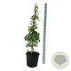 Ginkgo biloba 'China Pendula' 100-125 cm 30L extra
