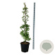 Ginkgo biloba 'China Pendula' 150-175 cm 30L extra