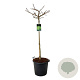 Ginkgo bil. 'Mariken' 120 cm stam cont. 55L extra