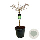 Ginkgo bil. 'Mariken' 60 cm stam 30L