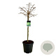 Ginkgo bil. 'Mariken' 90 cm stam 30L