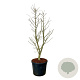 Ginkgo bil. 'Millstone' 175-200 cm cont. 90L extra