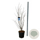 Halesia carolina 125-150 cm 30L extra