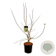 Heptacodium miconioides 100-125 cm 15L