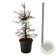 Hydrangea petiolaris 100-125 cm cont. 55L extra