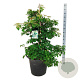 Hydrangea petiolaris 100-125 cm cont. 55L extra