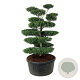 Ilex crenata 'Blondie' 150-175 cm cont. 240L bonsai