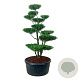 Ilex crenata 'Blondie' 175-200 cm cont. 240L bonsai