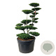 Ilex crenata 'Green Hedge' 150-175 cm cont. 230L