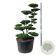 Ilex crenata 'Green Hedge' 150-175 cm cont. 230L