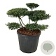 Ilex crenata 'Stokes' 80-100 cm cont. 90L bonsai