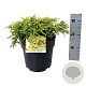 Juniperus comm. 'Goldschatz' 40-50 cm 6L