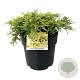Juniperus comm. 'Goldschatz' 40-50 cm 6L