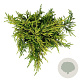 Juniperus comm. 'Goldschatz' 40-50 cm 6L