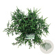 Juniperus communis 'Ristol' 50-60 cm 6L